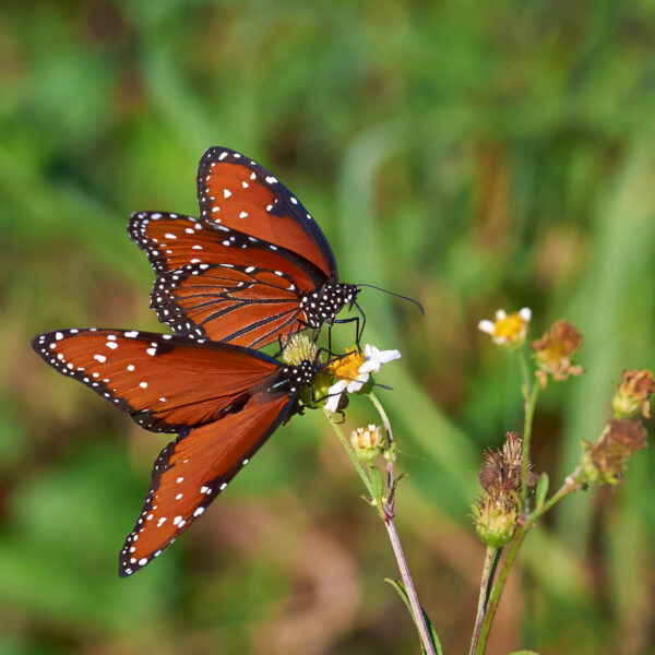 May 2026 theme is Butterflies