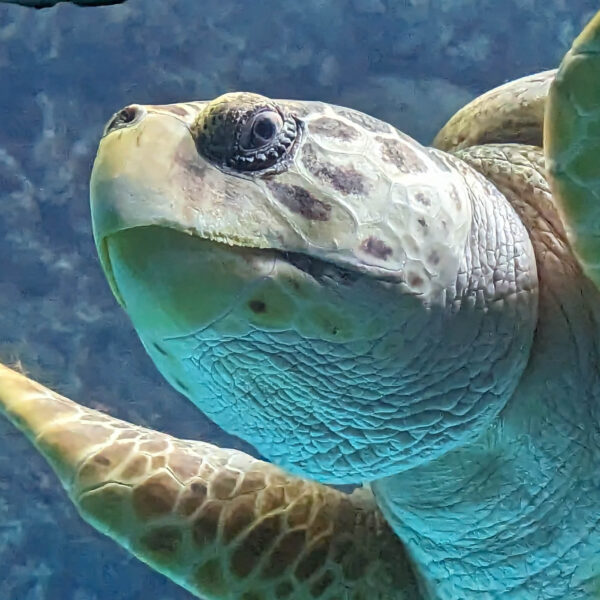 April 2026 Theme is The Eyes Have It